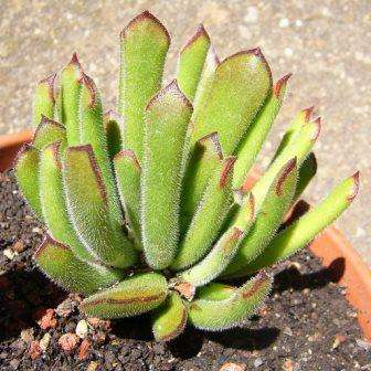 Cotyledon campanulata Seeds - Indigenous South African Succulent - Flat Ship Rate