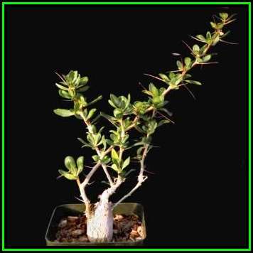 Fouquieria macdougallii - Exotic Semi Succulent Tree, Shrub or Indoor Plant - 10 Seed Pack - NEW