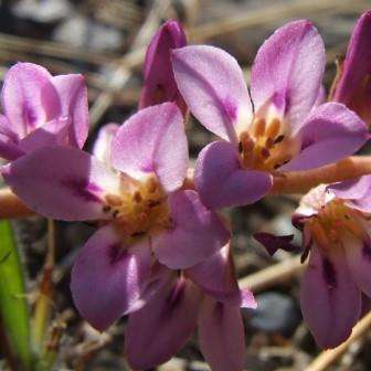 10 Francoa appendiculata Seeds - Bridal Wreath - Exotic Perennial Hardy Evergreen