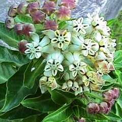 5 Gomphocarpus cancellatus Seeds - Indigenous South African Native Perennial Shrub - Flat Ship Rate