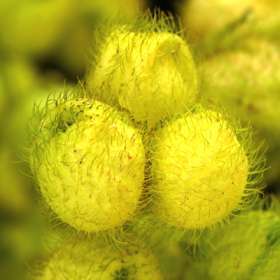 5 Gomphocarpus cancellatus Seeds - Indigenous South African Native Perennial Shrub - Flat Ship Rate