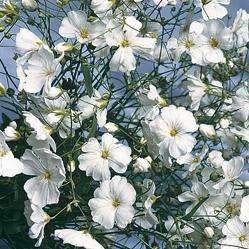 200 Gypsophila elegans Seeds - Baby's Breath - Sow Spring Summer Autumn - Annual