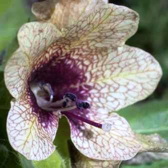 10 Black Henbane Seeds - Hyoscyamus niger Seeds - Annual Biennial