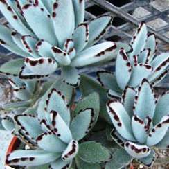 10+ Kalanchoe tomentosa Seeds - Madagascar Native Succulent Plant Seeds For Sale in South Africa