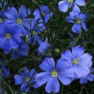 10 Linum perenne Seeds - Blue Flax Seeds + Get FREE seeds! - Sow All Year - Perennial Seeds