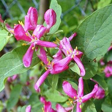 20 Tartarian Honeysuckle Seeds - Lonicera tartarica Shrub Seeds