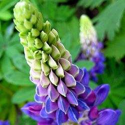 10 Succulent Lupine Seeds - Lupinus succulentus - Sow Spring Autumn - Stunning Exotic Annual
