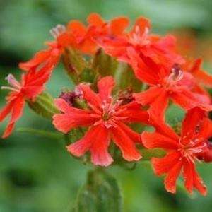 50 Lychnis chalcedonica Seeds - Maltese Cross, Jerusalem Cross, London Pride - Perennial Seeds