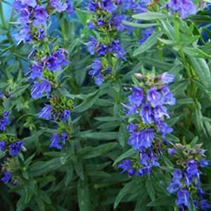 10+ Hyssop Seeds - Hyssopus officinalis - Culinary Medicinal Herbs - Perennial Edible Herb