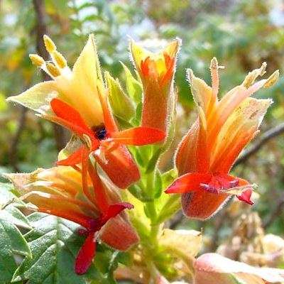 Melianthus comosus Seeds - Kruidjie-roer-my-nie, Touch-me-not, Honey Flower - Indigenous