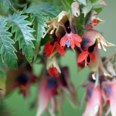Melianthus comosus Seeds - Kruidjie-roer-my-nie, Touch-me-not, Honey Flower - Indigenous Shrub