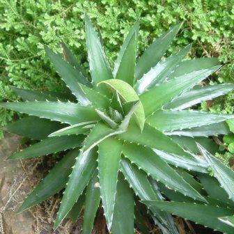 Dyckia brevifolia Seeds - Pineapple Dyckia - Pineapple Bromeliad - Exotic Succulent Plant Seeds