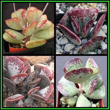 Adromischus triflorus Seeds - Indigenous Succulent - Combined Global Shipping - NEW