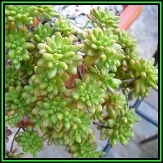 Aeonium sedifolium Seeds - Exotic Succulent - Combined Global Shipping - NEW