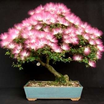5 Albizia julibrissin Seeds - Exotic Persian Silk Tree + Free Bonsai eBook & Seeds with ALL Orders