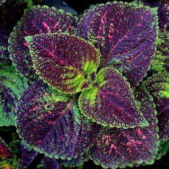 6 Solenostemon scutellarioides / Coleus blumei Seeds - Painted Nettle - Psychoactive Perennial