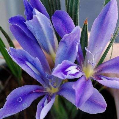 10 Babiana sambucina Seeds - Buy Seeds for South African Indigenous Bulbs - Worldwide Shipping!
