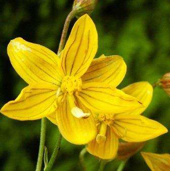 5 Cyanella lutea Seeds - Indigenous South African Native Bulb - Insured Flat Ship Rate