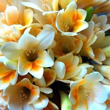 10+ Freesia leichtlinii Seeds - Indigenous South African Endemic Perennial Bulb - Combined Ship Rate