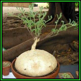 Raphionacme hirsuta Seeds - Indigenous Caudiciform Succulent - Flat Ship Rate - NEW