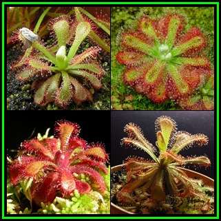 Drosera venusta - Carnivorous Sundew - 10 Seed Pack - Indigenous Ethnobotanical Houseplant - New