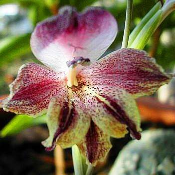 5 Gladiolus guthriei Seeds - Afrikaner - Indigenous South African Native Perennial Bulb