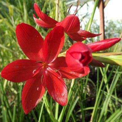 10 Hesperantha coccinea Seeds - Indigenous South African Perennial Bulb Seeds From Africa