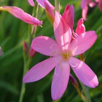 Hesperantha pauciflora Seeds - Indigenous South African Perennial Bulb Seeds From Africa