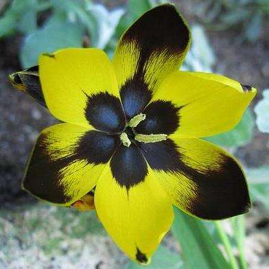 Hesperantha vaginata Seeds - Indigenous South African Bulbs Seeds For Sale from Africa