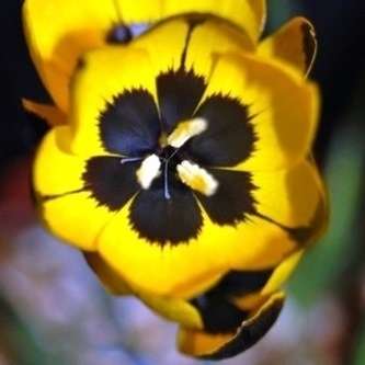 5 Hesperantha vaginata Seeds - Indigenous South African Perennial Bulb - Global Shipping