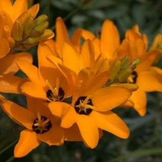 Ixia dubia Seeds - Indigenous South African Native Perennial Bulb Seed from Africa
