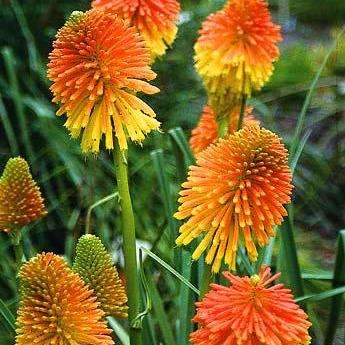 5 Kniphofia rooperi Seeds - Indigenous South African Seeds - Bulb Seeds from Africa