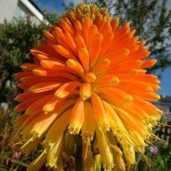 10 Kniphofia rooperi Seeds - Indigenous South African Seeds - Bulb Seeds from Africa