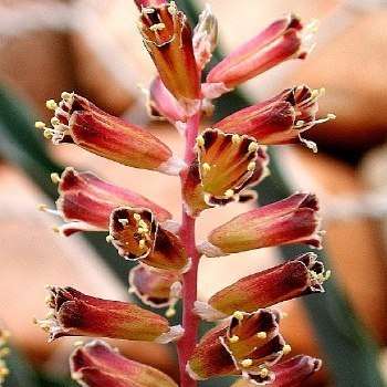 Lachenalia isopetala Seeds - Indigenous South African Native Perennial Bulbous Plant Seeds