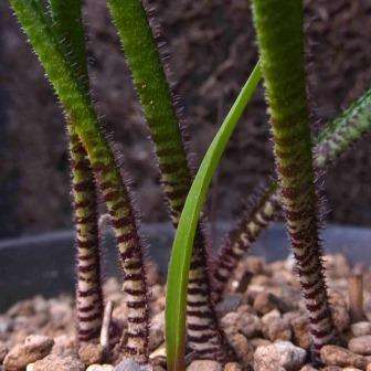 10 Lachenalia zebrina Indigenous Bulb South African Seeds from Africa - Insured Flat Ship Rate