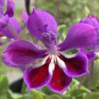 Lapeirousia jacquinii Seeds - Indigenous South African Bulb Seeds For Sale From South Africa