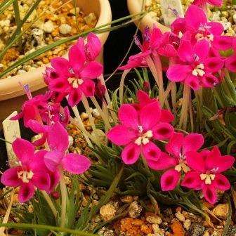 Lapeirousia silenoides Seeds - Indigenous - Delivery ANYWHERE - South African Native Bulbs