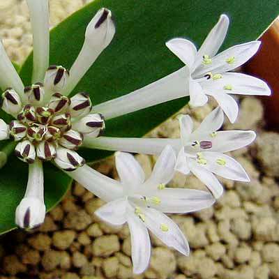 Lachenalia ensifolia ssp ensifolia Seeds- Indigenous Perennial Bulb South African Seeds