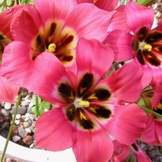 Romulea sabulosa Seeds - Perennial Bulb Indigenous South African Seeds from Africa