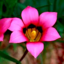 Romulea subfistulosa Seeds - Perennial Bulb - Indigenous South African Seeds from Africa