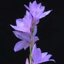 10 Watsonia marginata Seeds - Indigenous South African Seeds form South Africa - Perennial Bulb
