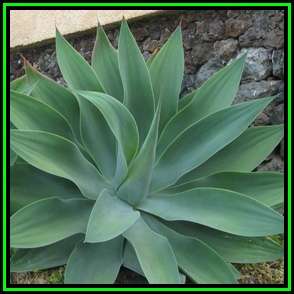 Agave attenuata - 10 Seed Pack - Exotic Succulent - Worldwide Shipping, NEW