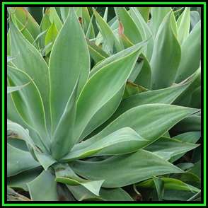 Agave attenuata Seeds - Exotic Succulent - Worldwide Shipping, NEW