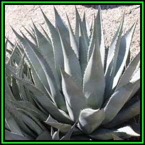 Agave desertii - 6 Seed Pack - Exotic Succulent - Insured Worldwide Shipping, NEW