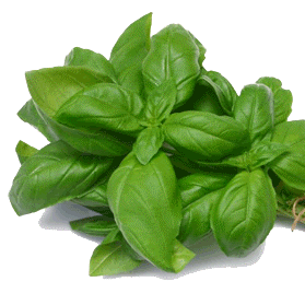 Pesto Basil Seeds - Ocimum basilicum 'Genovese' Seeds - Culinary Herbs