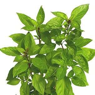 50 Thai Basil Siam Queen Seeds - Ocimum basilcum Siam Queen Seeds - Culinary Herbs