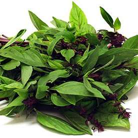 5 Thai Basil Siam Queen Seeds - Ocimum basilcum Siam Queen Seeds - Culinary Herbs