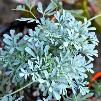Rue, Herb of Grace Seeds - Ruta graveolens Seeds - Medicinal Herb - Culinary Cooking Herb
