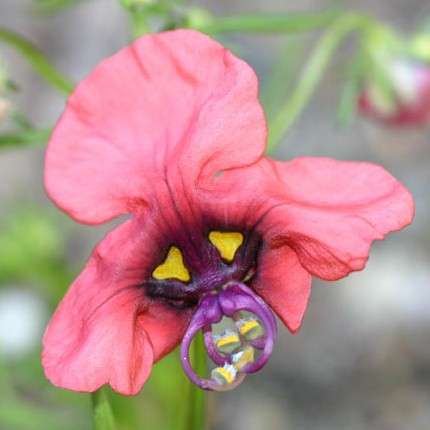 Alonsoa unilabiata Seeds - Indigenous South African Native Annual - Insured Flat Ship Rate