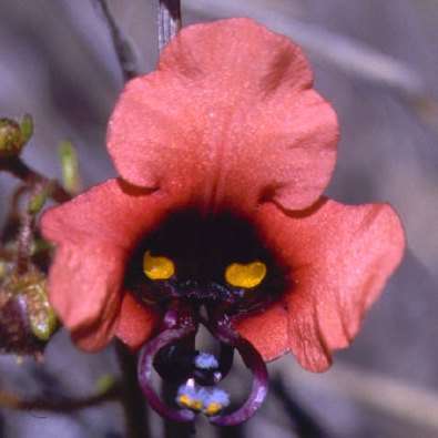 4 Alonsoa unilabiata Seeds - Indigenous South African Native Annual - Insured Flat Ship Rate